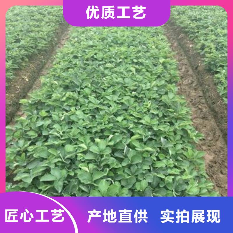 草莓苗苹果苗性能稳定
