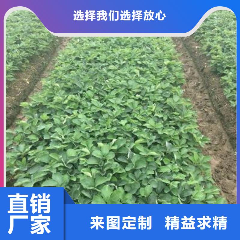 長(zhǎng)垣紅99草莓苗為您服務(wù)