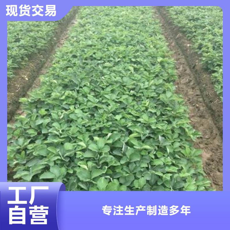 草莓苗毛蟠桃樹苗基地一站式廠家