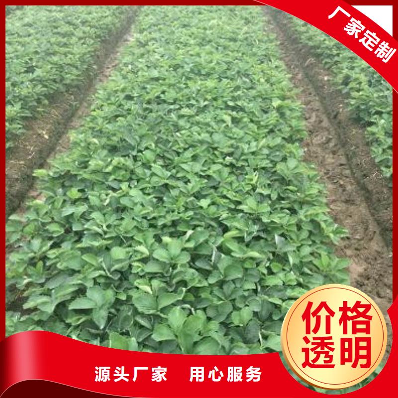 草莓苗陽光玫瑰葡萄樹苗量大更優(yōu)惠