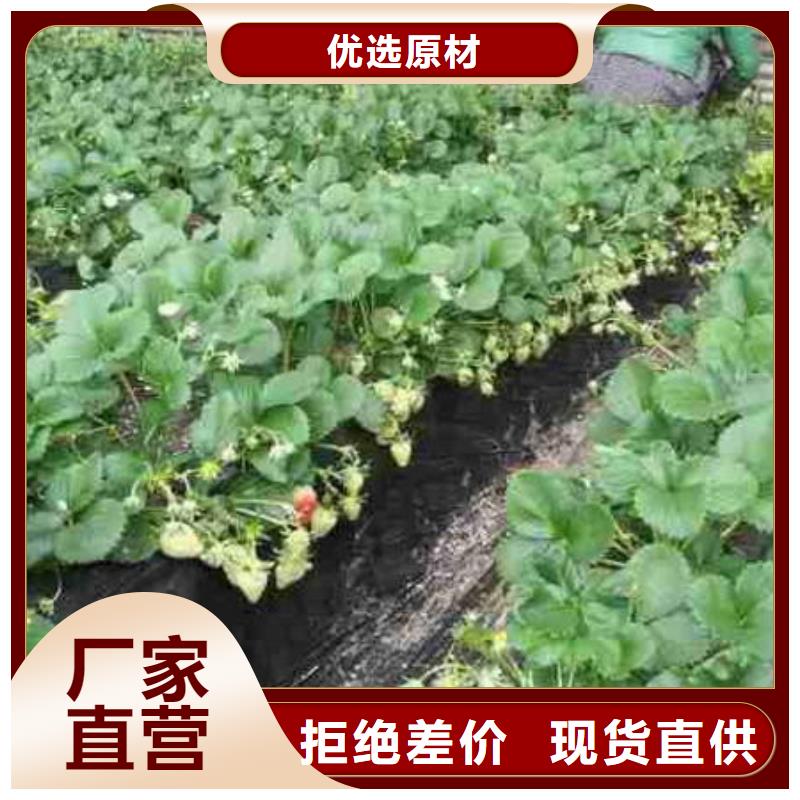 【草莓苗】梨樹苗加工定制