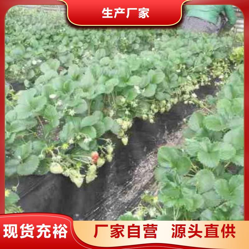 草莓苗黄宝石梨树苗真实拍摄品质可靠