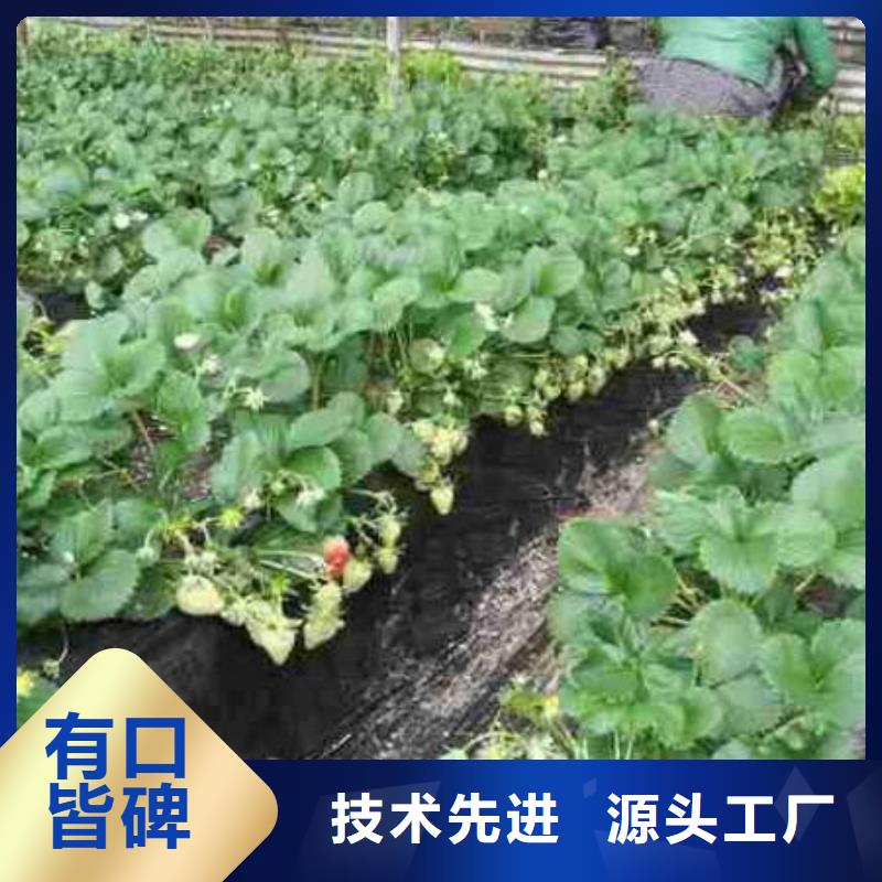 草莓苗柱状梨树苗N年生产经验