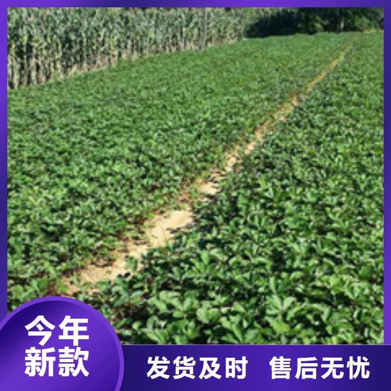草莓苗【果樹苗】技術(shù)先進