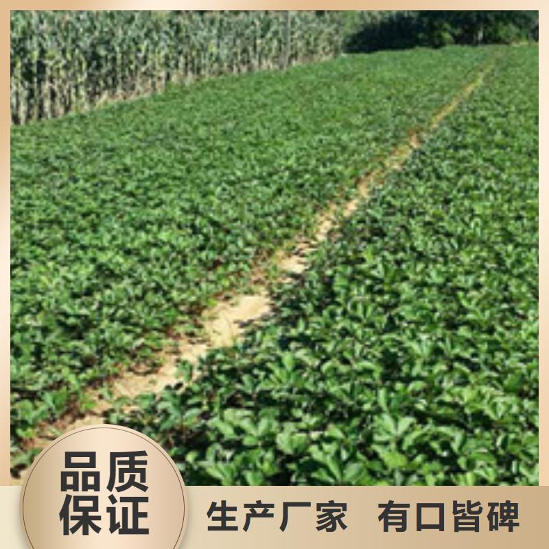 草莓苗,大棚草莓苗質(zhì)檢合格出廠