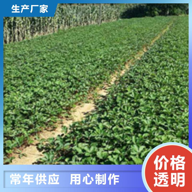 草莓苗柱状梨树苗N年生产经验