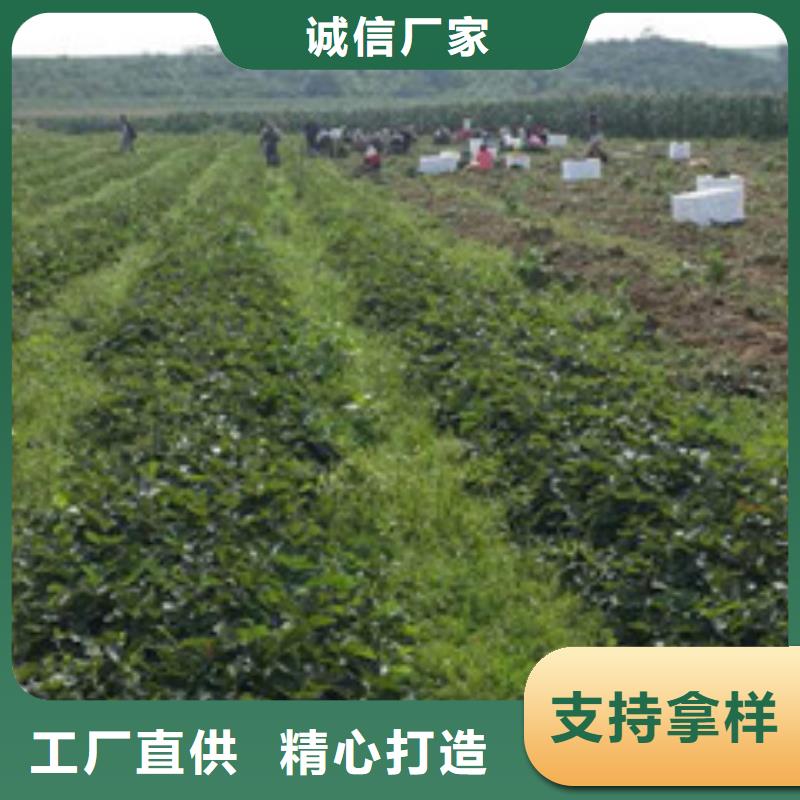 草莓苗吉塞拉6號(hào)砧木來(lái)電咨詢