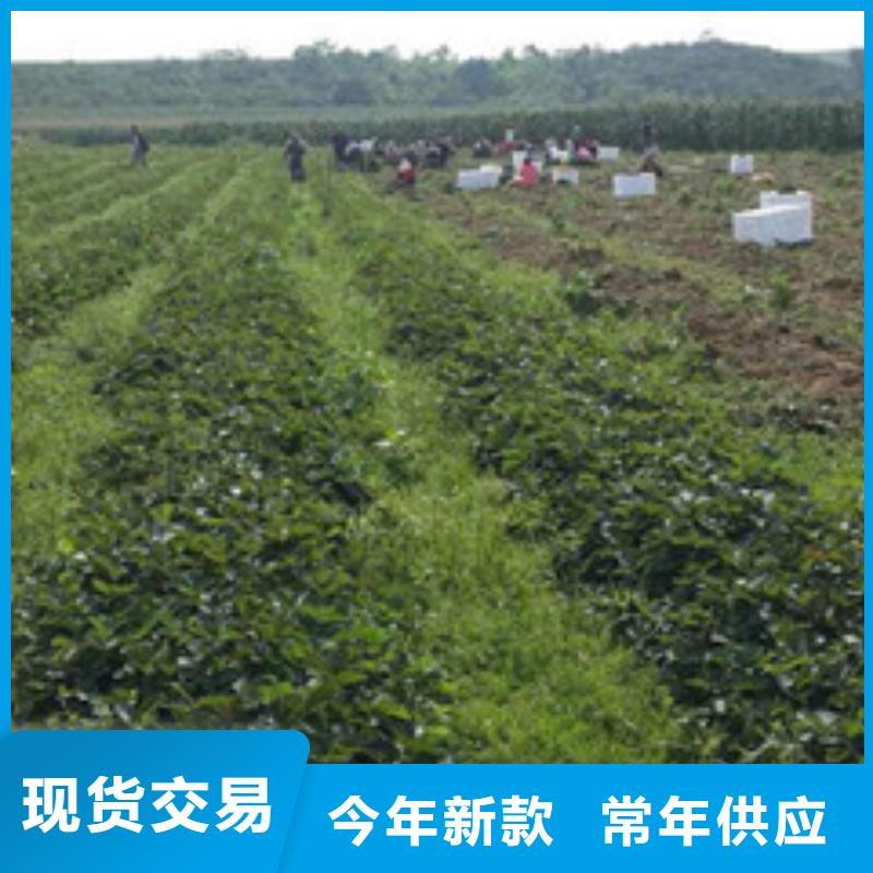草莓苗大棚草莓苗多種場景適用