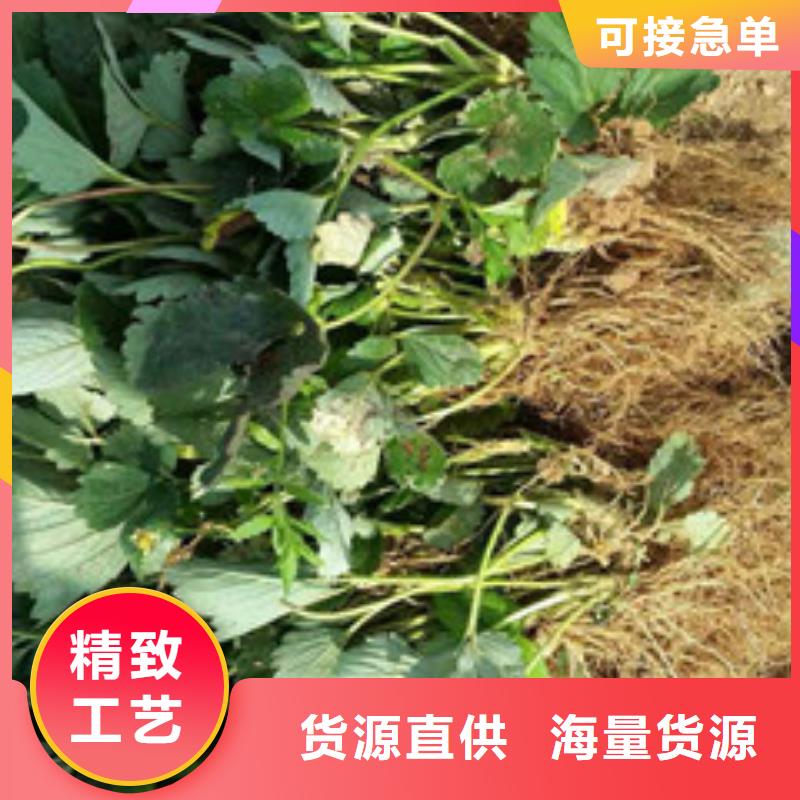 草莓苗吉塞拉6號(hào)砧木來(lái)電咨詢