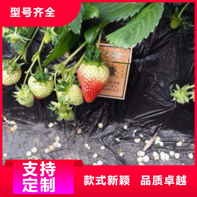 草莓苗軟籽石榴樹(shù)苗現(xiàn)貨交易