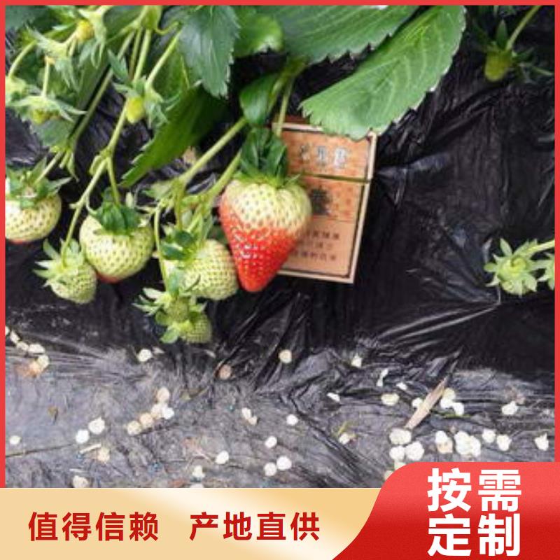 草莓苗果树苗品质可靠