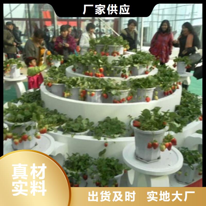 草莓苗 蜂糖李子樹苗好貨有保障