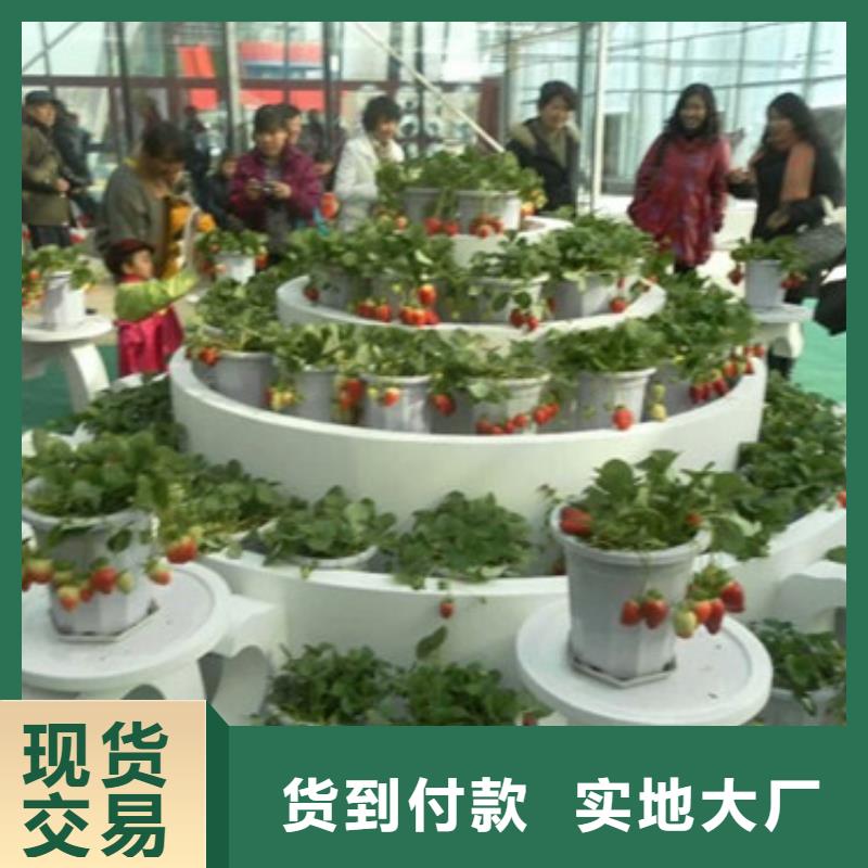 草莓苗梨树苗实力公司