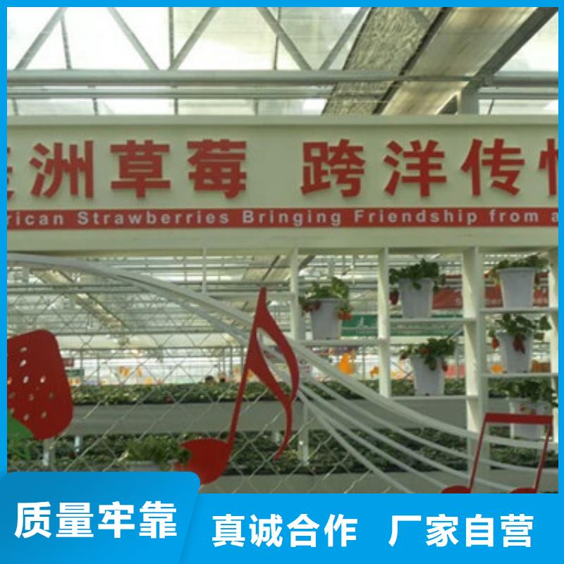 草莓苗 蜂糖李子樹苗精工制作