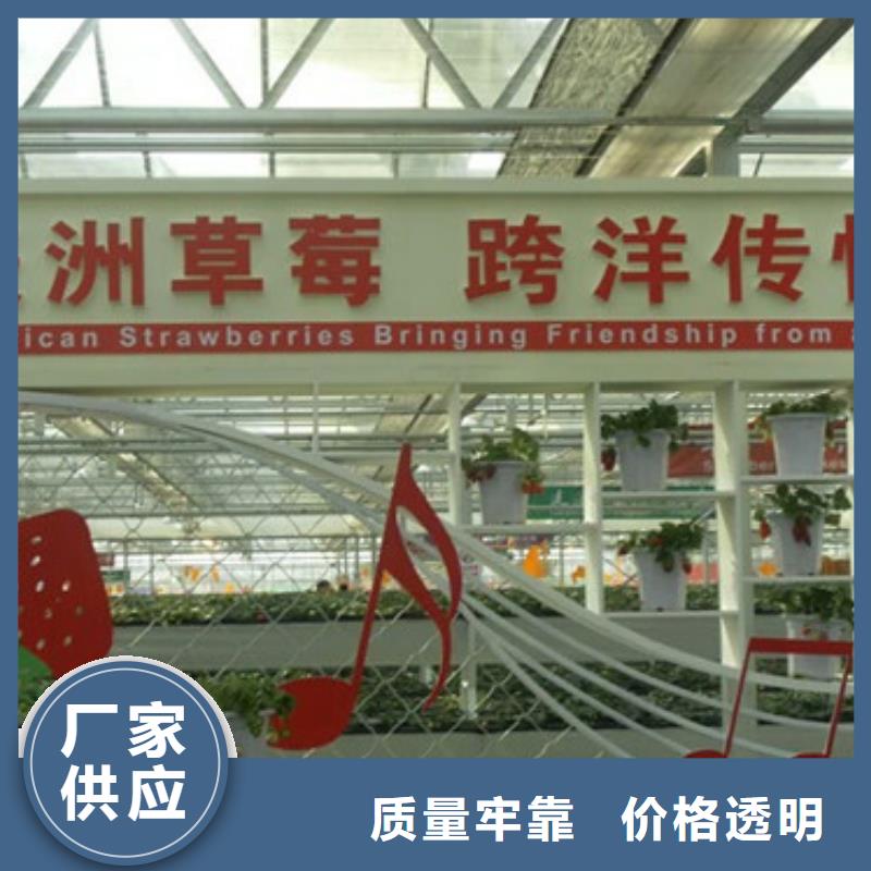 草莓苗 蓝莓苗快速报价