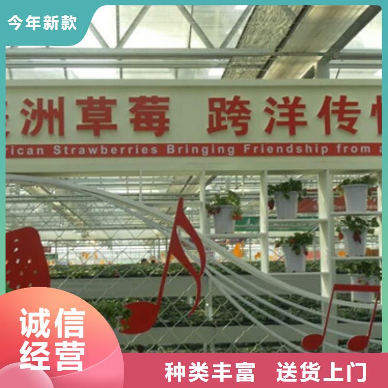 草莓苗夏黑葡萄苗誠信廠家