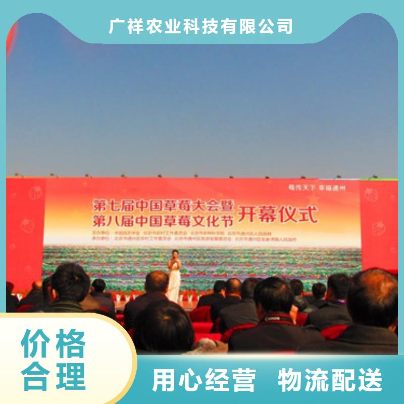 草莓苗 花椒樹苗批發(fā)價(jià)格