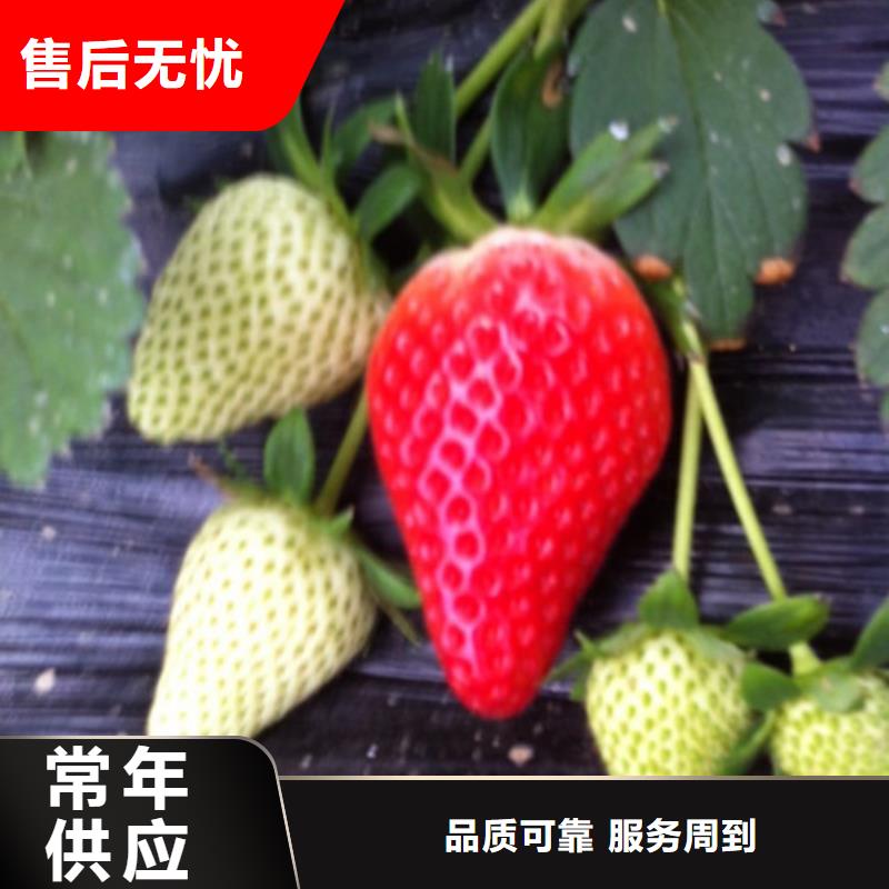 草莓苗 花椒樹苗批發(fā)價格