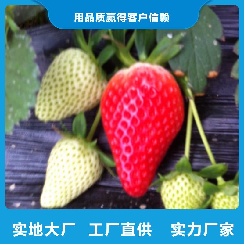 草莓苗蜂糖李子樹苗高品質(zhì)現(xiàn)貨銷售