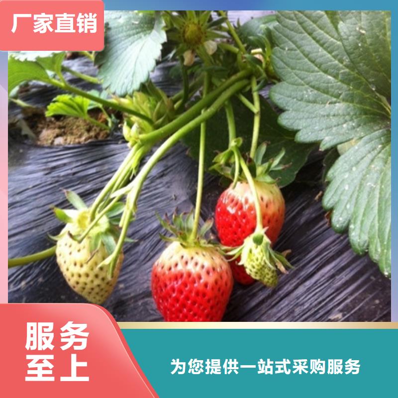 草莓苗蜂糖李子樹苗高品質(zhì)現(xiàn)貨銷售