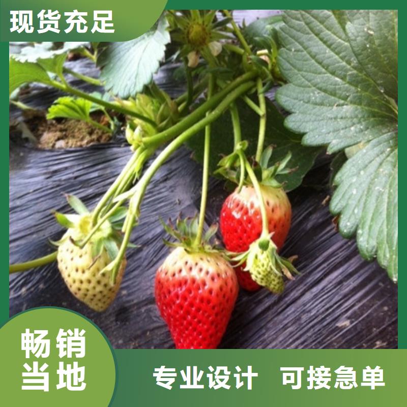 草莓苗果树苗N年大品牌