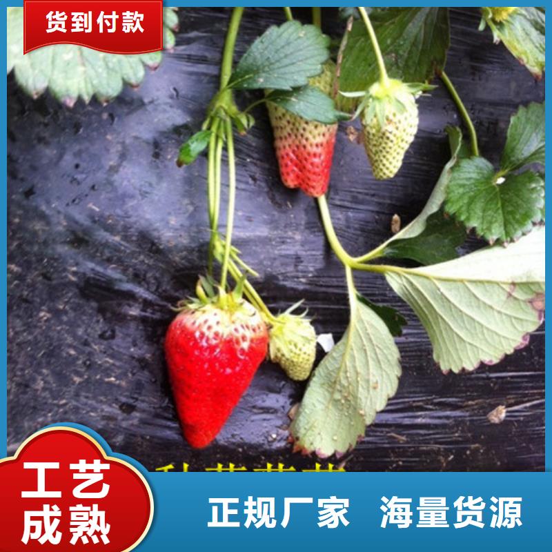 草莓苗 花椒樹苗批發(fā)價格
