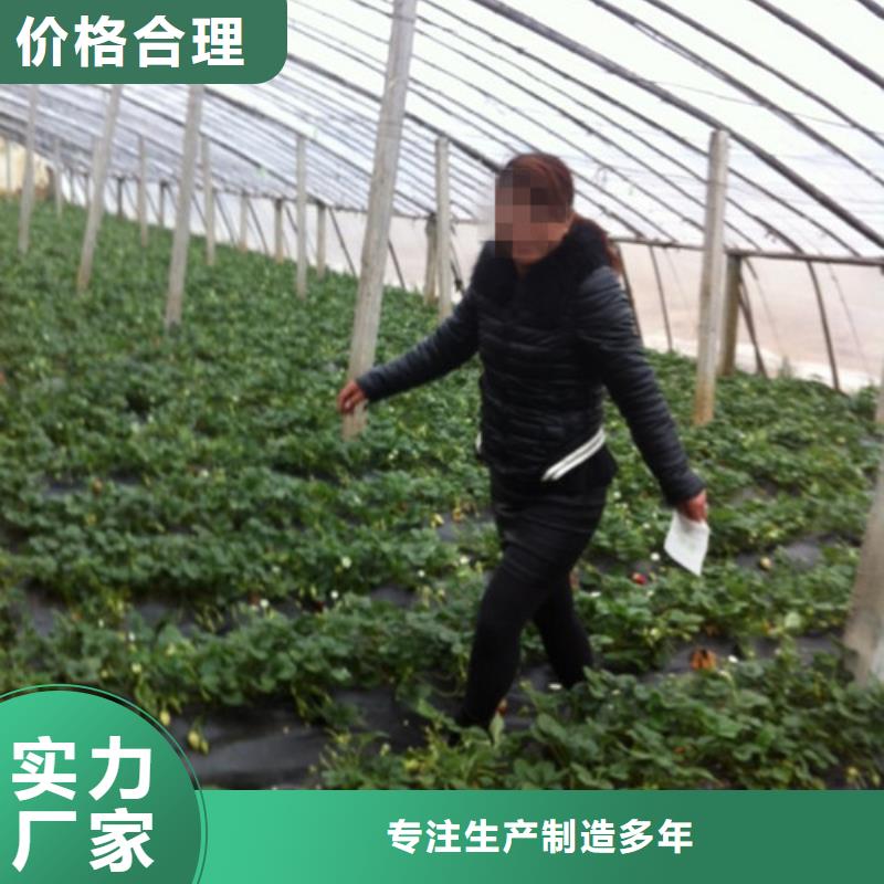 草莓苗 花椒樹苗批發(fā)價(jià)格