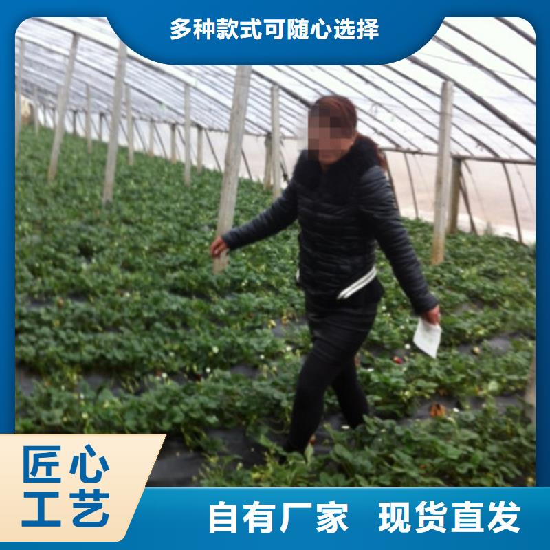 草莓苗,大棚草莓苗質(zhì)檢合格出廠