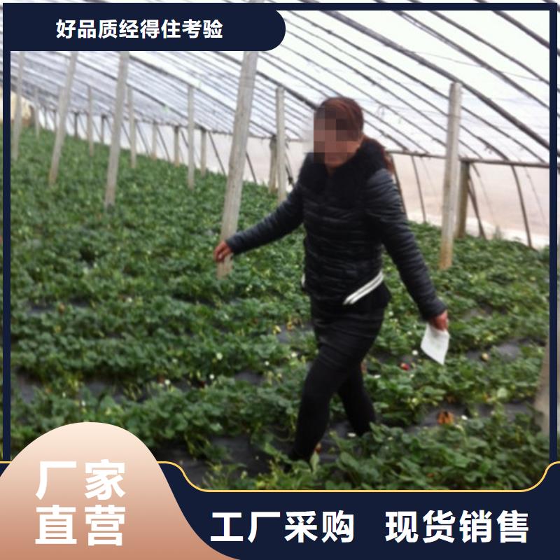 草莓苗蟠棗樹苗實力派廠家
