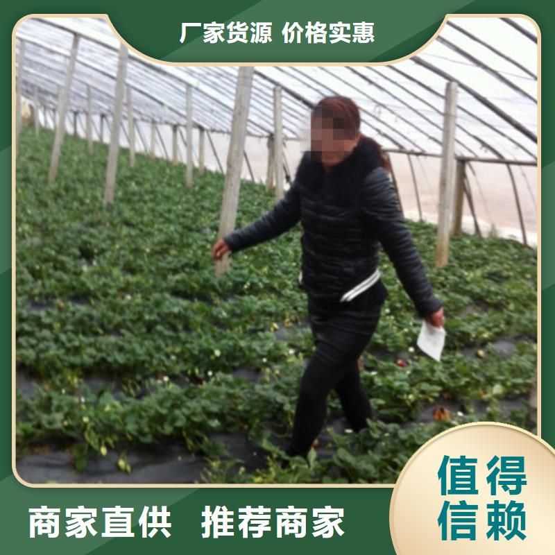 草莓苗蜂糖李子樹苗高品質(zhì)現(xiàn)貨銷售