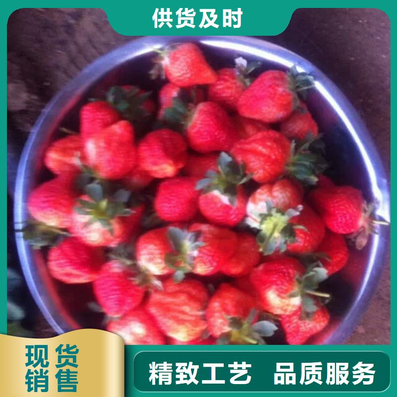 草莓苗,大棚草莓苗質(zhì)檢合格出廠