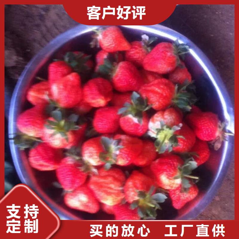 草莓苗 花椒樹苗批發(fā)價(jià)格