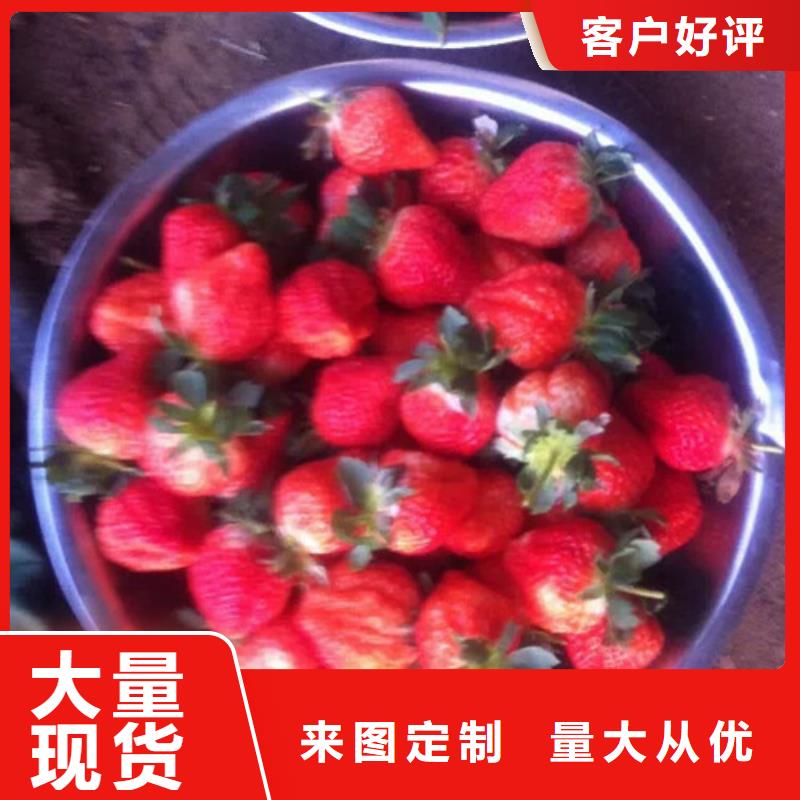 草莓苗 西梅樹(shù)苗生產(chǎn)經(jīng)驗(yàn)豐富