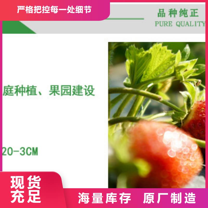 草莓苗蜂糖李子樹苗高品質(zhì)現(xiàn)貨銷售