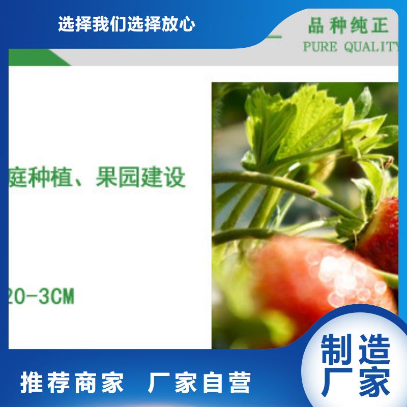 草莓苗,大棚草莓苗質(zhì)檢合格出廠