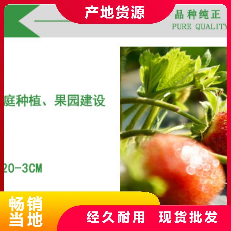 草莓苗 花椒樹苗批發(fā)價格