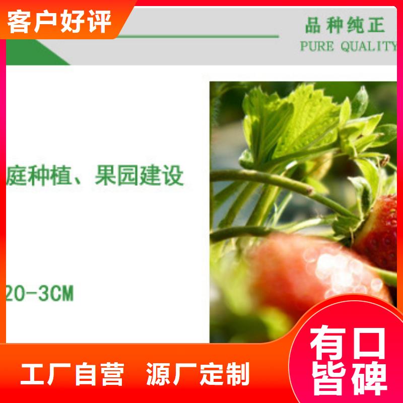草莓苗紅顏草莓貨源直供