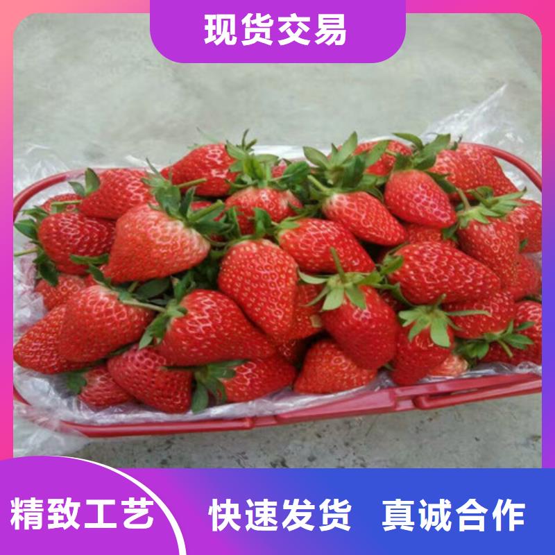 草莓苗黃金蘋果樹苗基地買的是放心