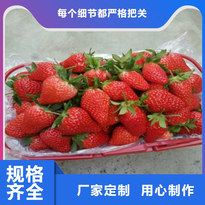 草莓苗蟠棗樹苗實力派廠家
