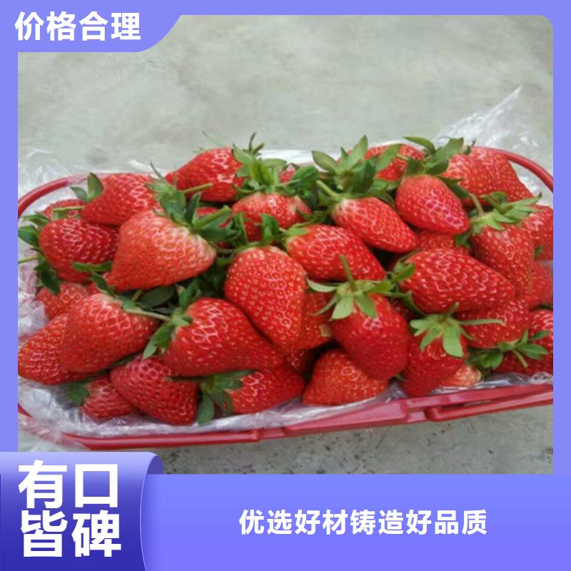 草莓苗,大棚草莓苗質(zhì)檢合格出廠