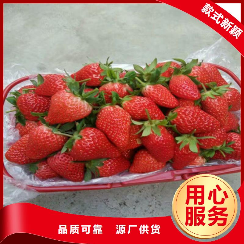 草莓苗 花椒樹苗批發(fā)價(jià)格