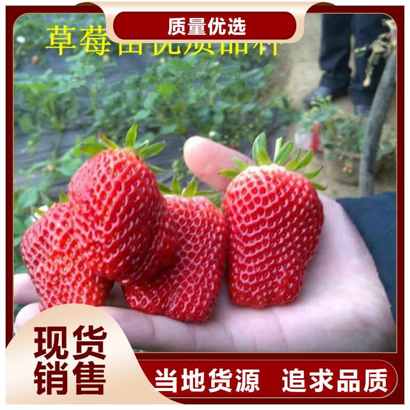 草莓苗 花椒樹苗批發(fā)價(jià)格