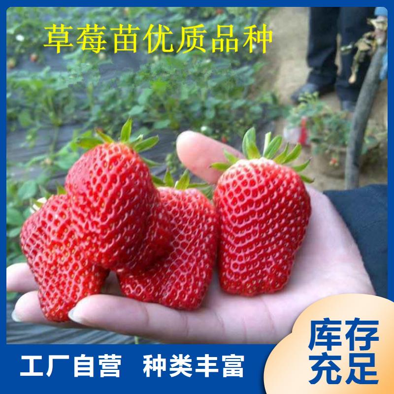 草莓苗紅顏草莓貨源直供