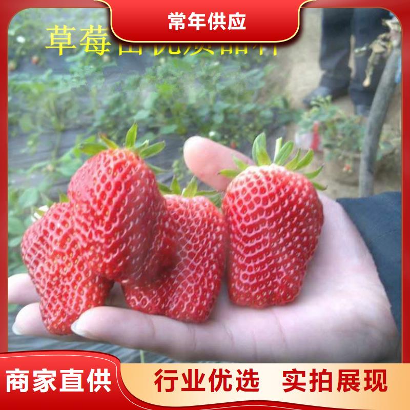 草莓苗,大棚草莓苗質(zhì)檢合格出廠