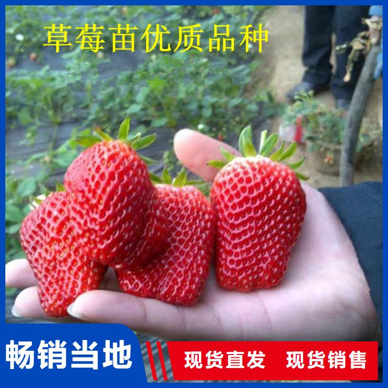 草莓苗,大棚草莓苗質(zhì)檢合格出廠