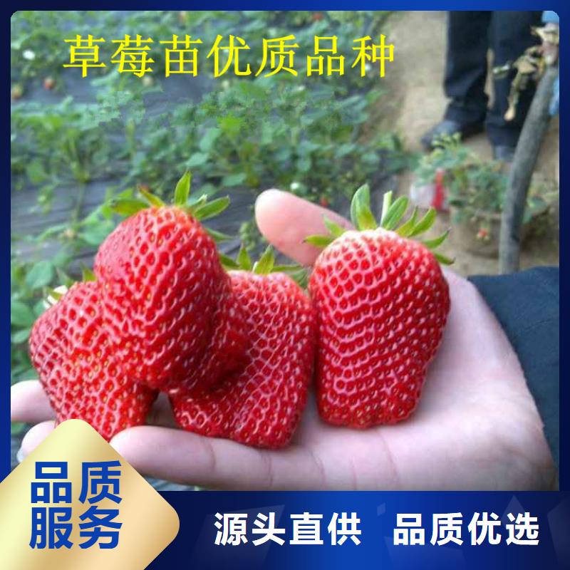 草莓苗,大棚草莓苗質(zhì)檢合格出廠