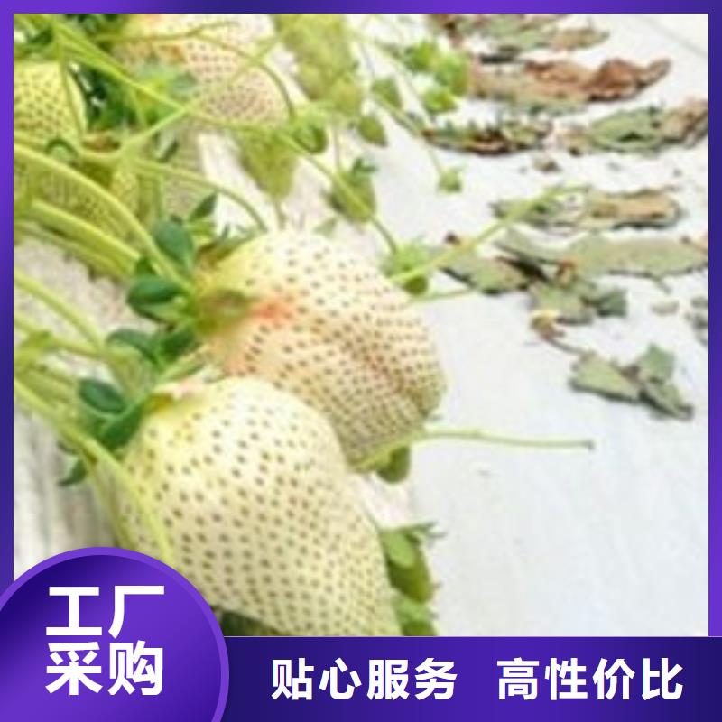 草莓苗,大棚草莓苗質(zhì)檢合格出廠