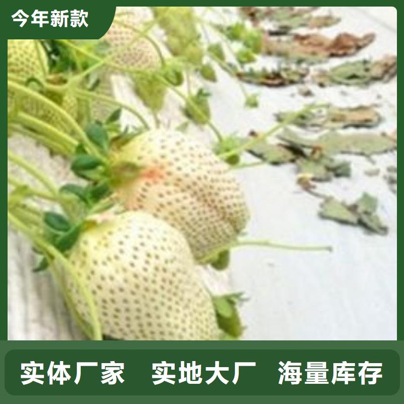 草莓苗蜂糖李子樹苗高品質(zhì)現(xiàn)貨銷售