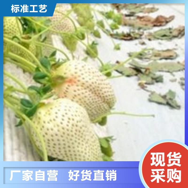 草莓苗 花椒樹苗批發(fā)價(jià)格