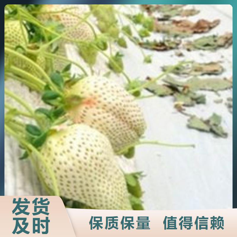 草莓苗_大棚草莓苗按需定制